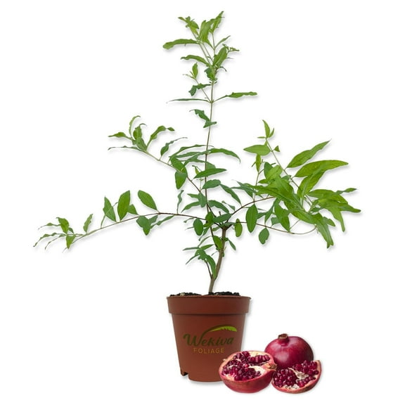Pomegranate Tree - Live Plant in a 4 Inch Growers Pot - Edible Fruit Bearing Tree for The Patio and Garden