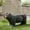Black, variant on Brown Dog Allurement Bench - No Assembly, For Patio Glamour Sitting Design