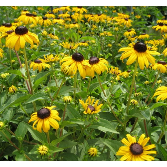 Goldsturm Black Eyed Susan - 1 Gallon Perennial