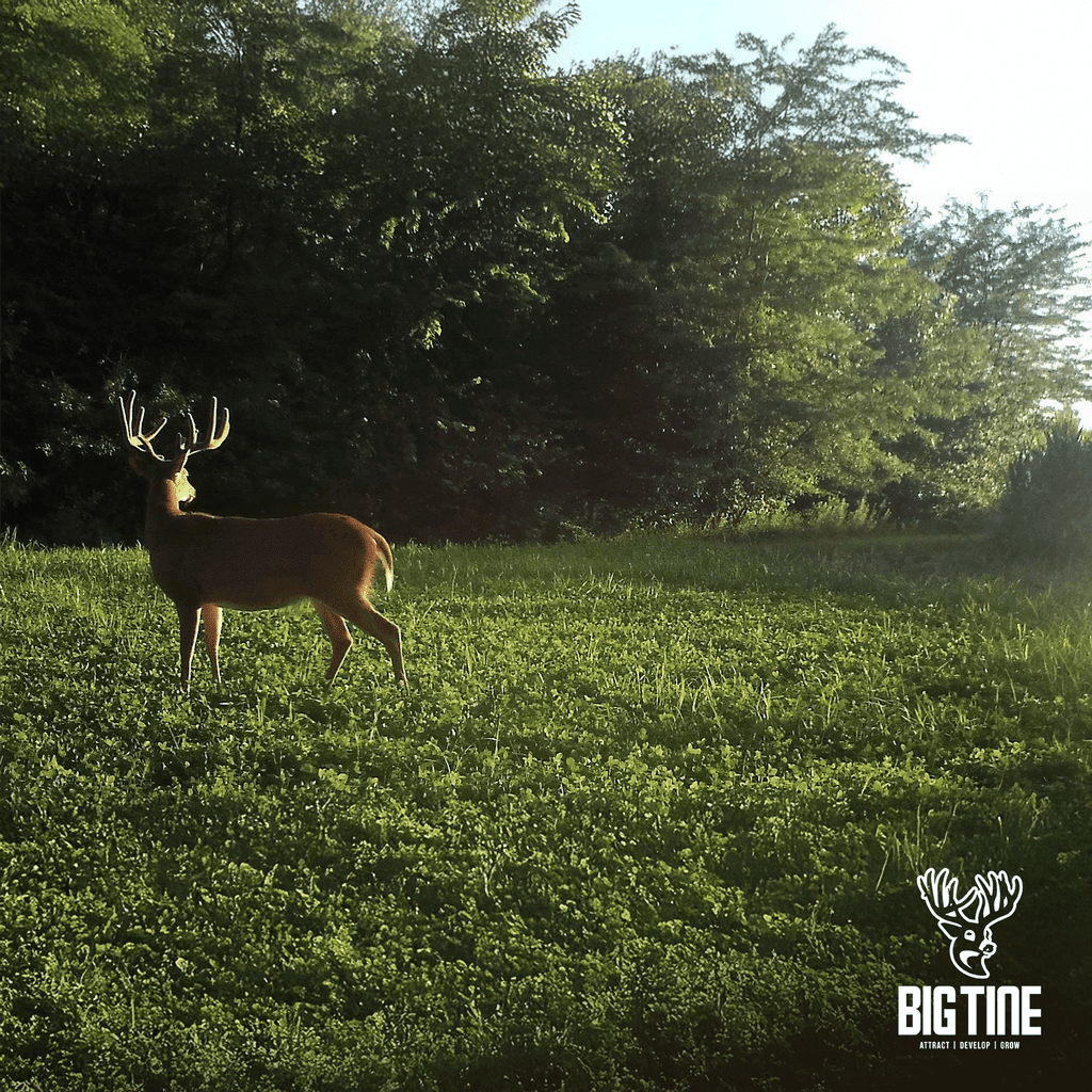 Big Tine Foundation Clover Mix Food Plot Seed, Deer Hunting Attractant, 4 lb