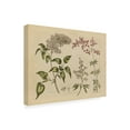 thumbnail image 2 of Wild Apple Portfolio 'Herbal Botanical I' Canvas Art, 2 of 3
