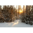 thumbnail image 2 of The Yellowstone Collection 14x11 White Modern Wood Framed Museum Art Print Titled - Sunrise through the lodgepole pine, Yellowstone National Park, 2 of 4