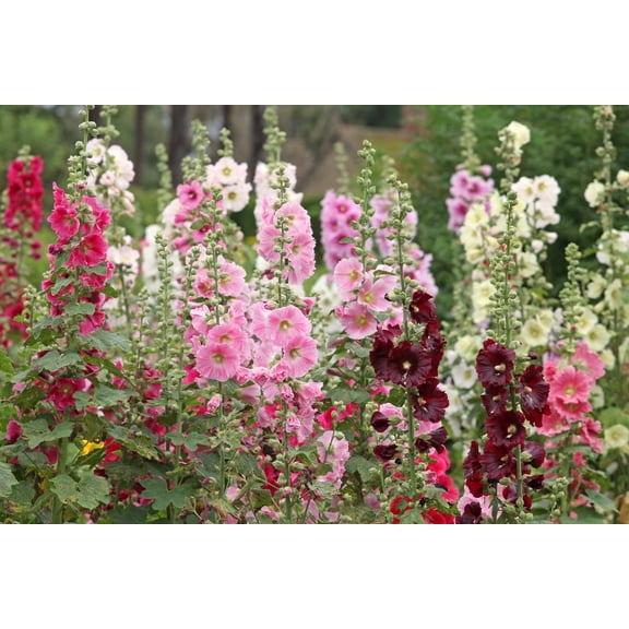 50 Mixed Colors HOLLYHOCK COUNTRY ROMANCE Mix Alcea Rosea Flower Seeds
