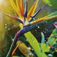 thumbnail image 5 of Orinice  Plant Shower Curtain, Close-up Image of Strelitzia Reginae Bird of Paradise Flower Madeira Island Portugal, Fabric Bathroom Decor Set with Hooks,  36x72, 5 of 7
