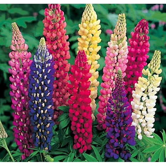 Lupine Russell Strain Mixture Nice Garden Flower by Seed Kingdom Bulk 5 Lb Seeds