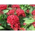 thumbnail image 2 of American Plant Exchange 'Red Lace' Pentas Plant in 6" Pot, Vibrant Star Flowers, Full Sun, Easy Care, 2 of 5