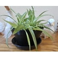 thumbnail image 4 of Austin Planter 7.5 Inch Flower Pot and Saucer Black Colored Polypropylene (Single) Made in USA, 4 of 6