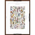 thumbnail image 5 of Art.com Flowers, Larousse 1913 Giclee Print by A Millot, Brown Frame Wall Art, 21" x 29", 5 of 5