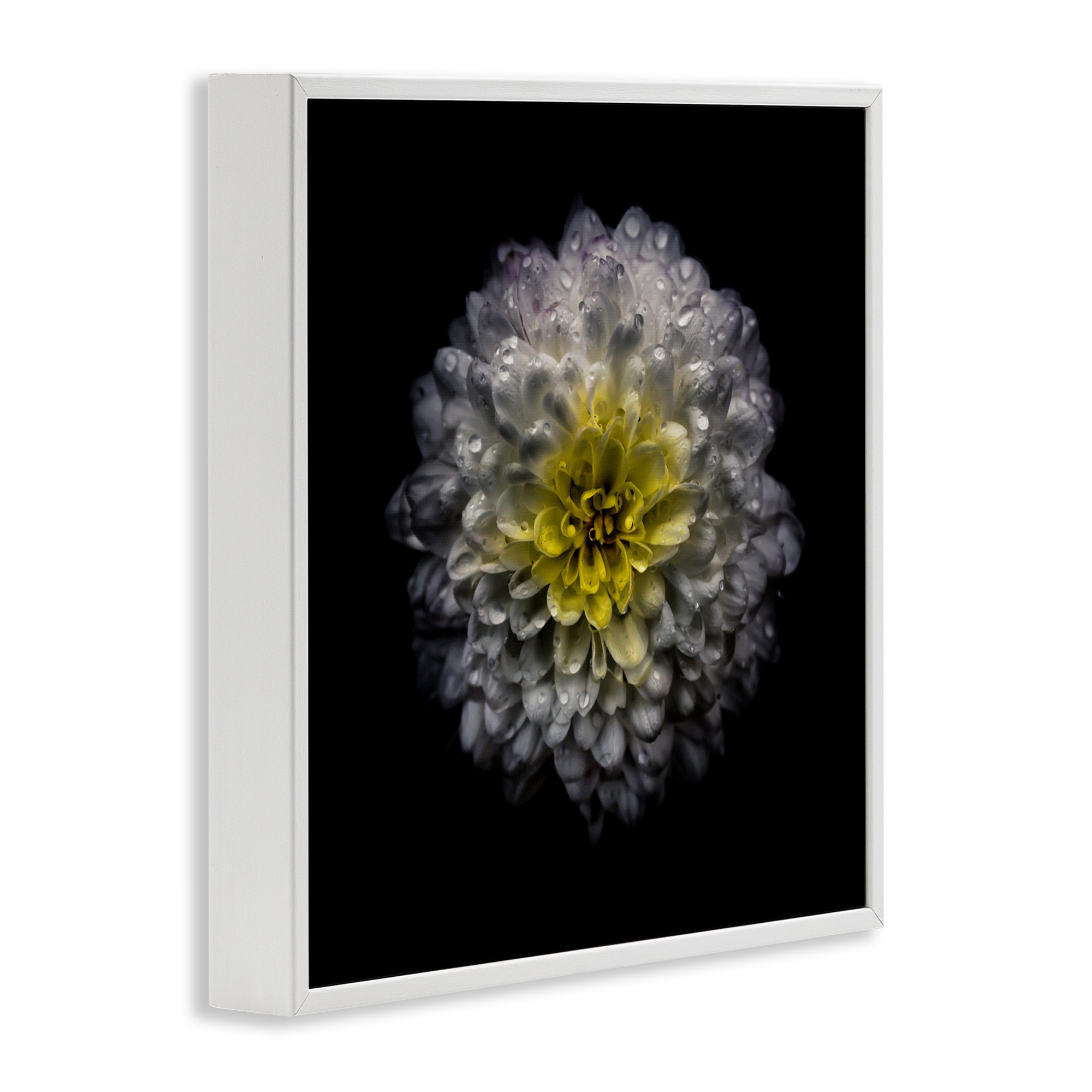 White And Yellow Mum White Framed Giclee Art, design by Brian Carson Photography