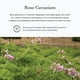 thumbnail image 5 of Crema hidratante evanhealy Rose Vetiver ligera para todo tipo de piel, 5 of 9