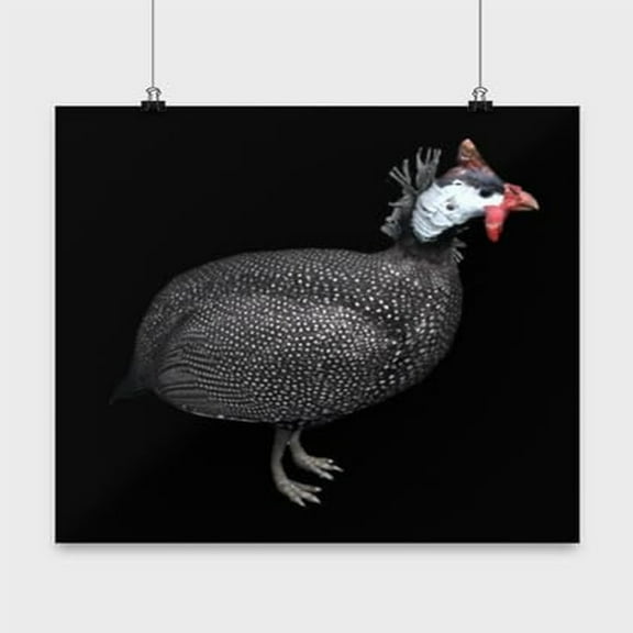 Guinea Fowl Poster, Farm Bird, Chicken Wall Art Gift, Black 13x13in Poster
