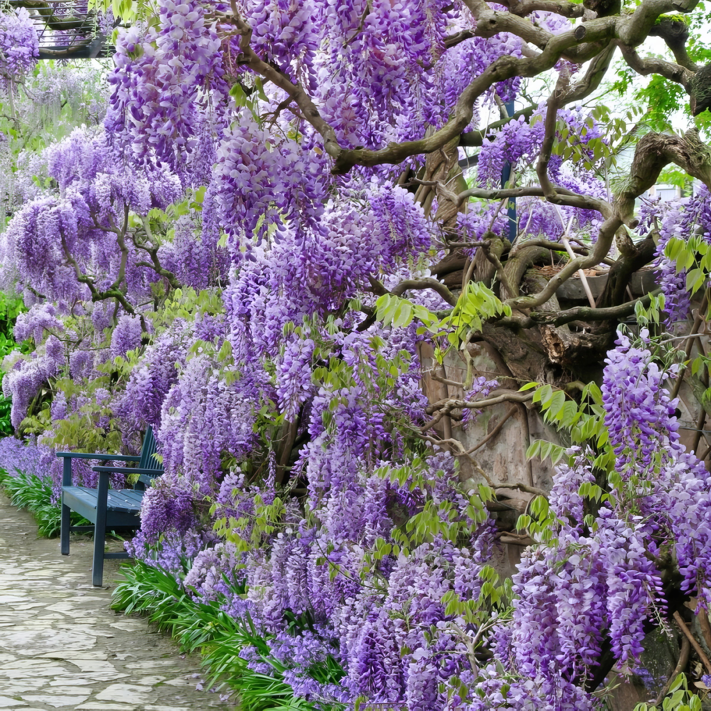 National Plant Network Live Perennial 1 gal Wisteria 'Amethyst Falls' with Full Sunlight