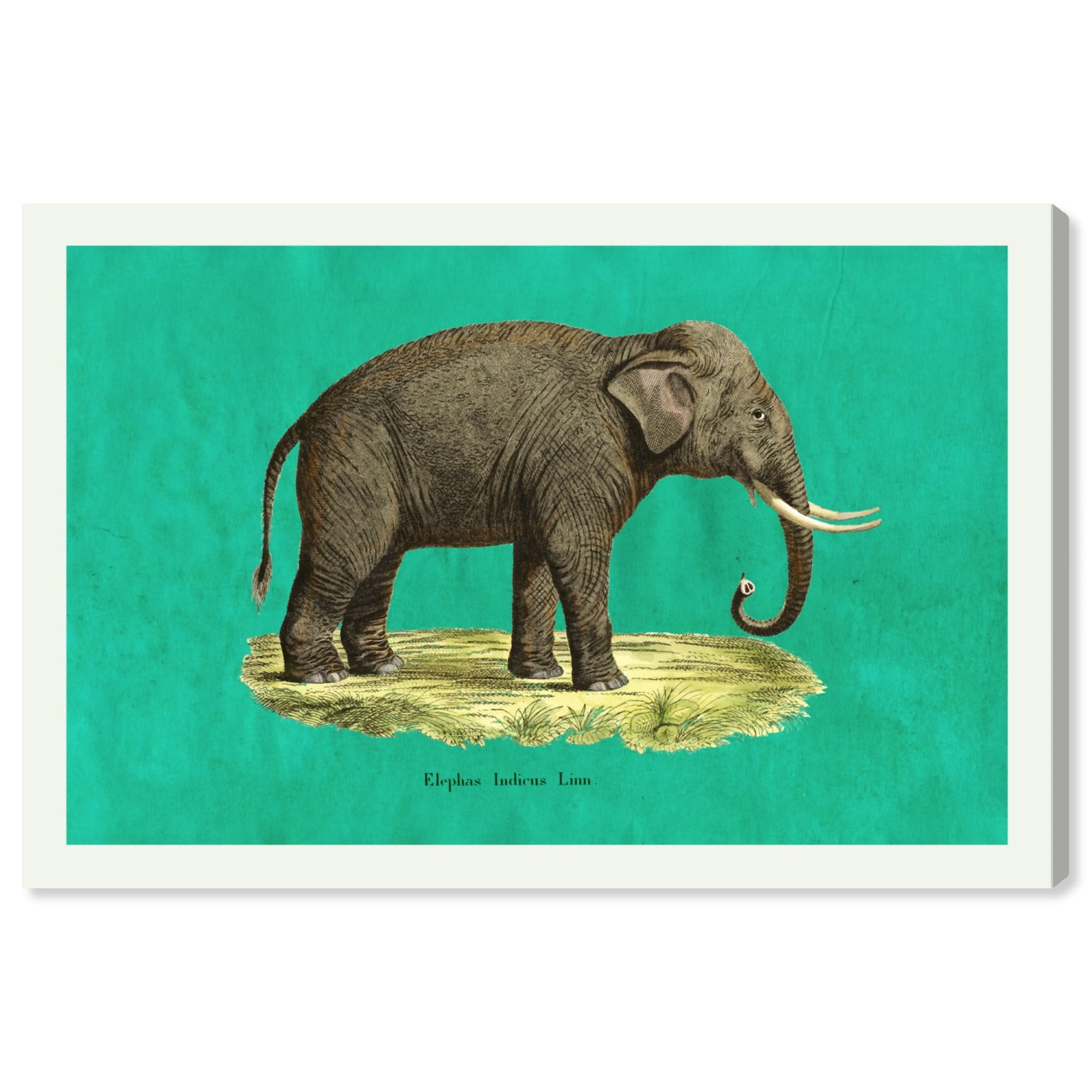 Runway Avenue Animals Wall Art Canvas Prints 'Elephant Set of Two' Zoo