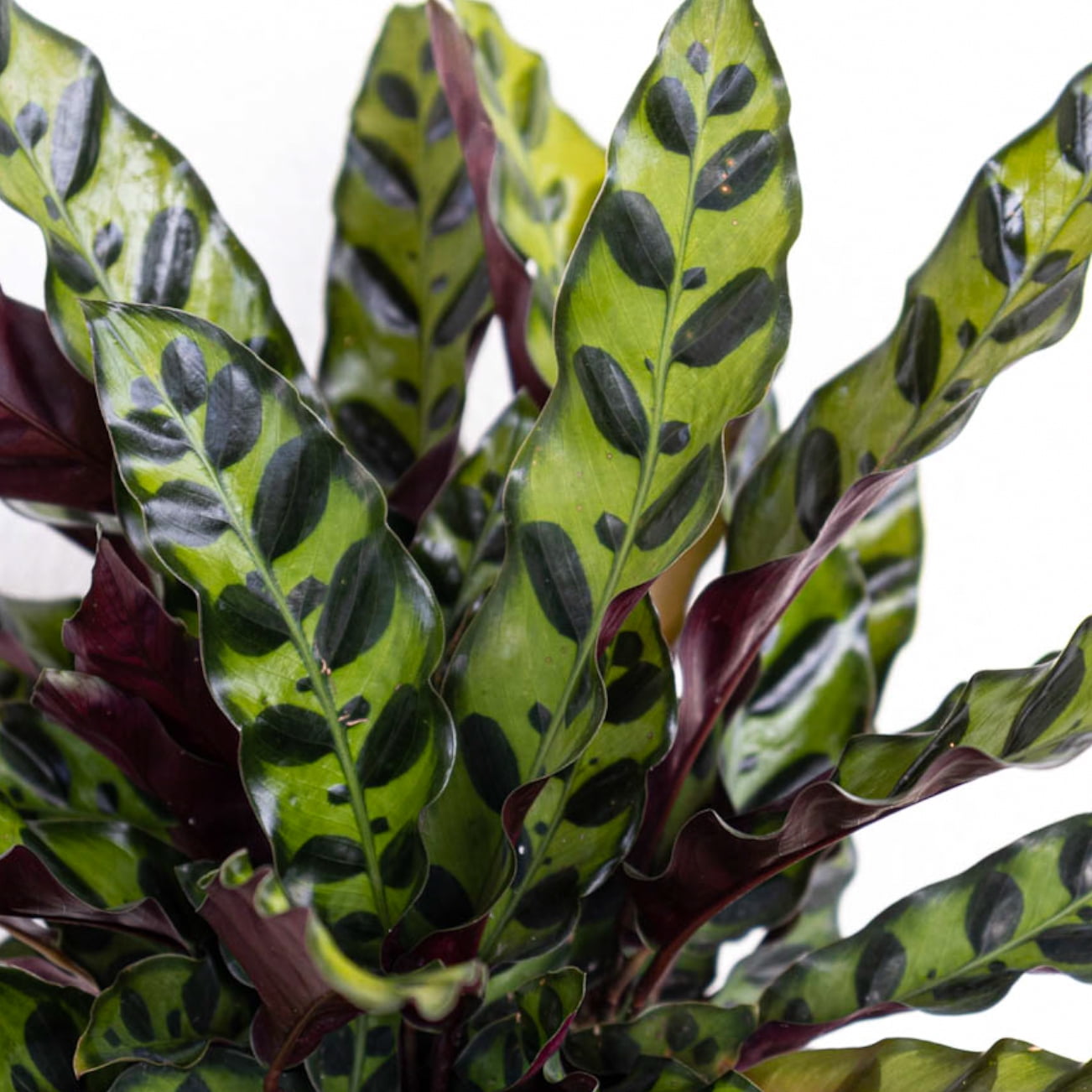 United Nursery Live Calathea Rattlesnake in 6 inch Grower Pot, Pet-Friendly, Requires Indirect Light