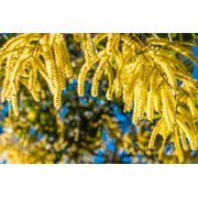 10 Super Rare seeds Acacia /Senegalia catechu -drought tolerant- bright yellow flowers- Container gardening or standard zone 9+ mimosa
