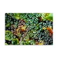 thumbnail image 2 of Gango Home Decor Spider Web Dew I by Erin Berzel (Printed on Paper); One 36x24in Fine Art Paper Giclee Print, 2 of 4