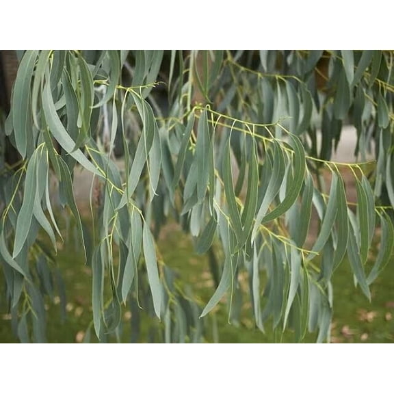 Creatine 50 Spinning Gum Eucalyptus Seeds – Perennial Flowering Tree Seeds for Garden Planting