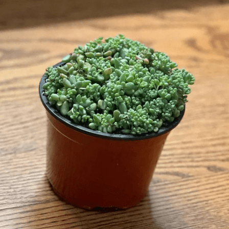 Sedum Dasyphyllum, Sedum Minor, Small Succulent, Live Plant in 4'' Pot