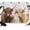 Brown Grey, variant on 7x5ft Photo Backdrop, Farmhouse Yaks Soft Polyester Backdrop Curtains Photography Backdrops, Modern Oil Painting Animals Print Brushed Background for Photoshoots Studio Video Portrait Parties