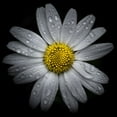 thumbnail image 2 of Carson, Brian 15x15 Gold Ornate Wood Framed with Double Matting Museum Art Print Titled - Daisy with Water Droplets, 2 of 4
