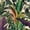 Color 2, variant on Peel and Stick Wallpaper Tropical Jungle Foliage Green Palms Detailed Leaves Wall Mural 17.7in x 9.8ft Self Adhesive Removable Wall Paper Renter Friendly Wallpaper for Nursery Bedroom Cabinets