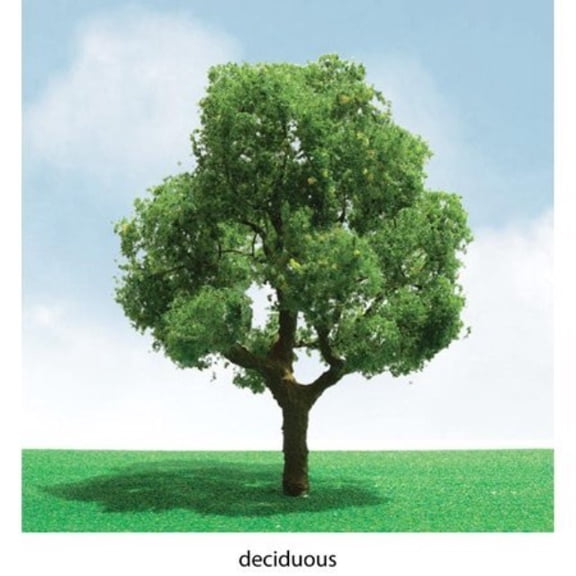 Pro-Elite Tree, Deciduous 3-3.5" (2)