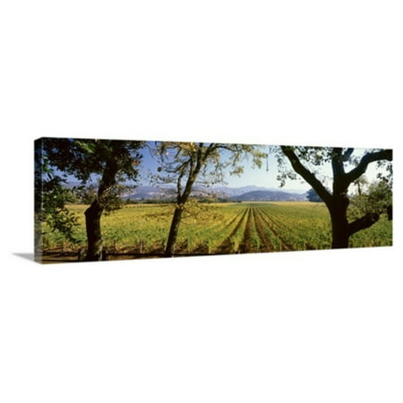 Great BIG Canvas Vineyard Far Niente Winery Napa Valley California Canvas Wall Art