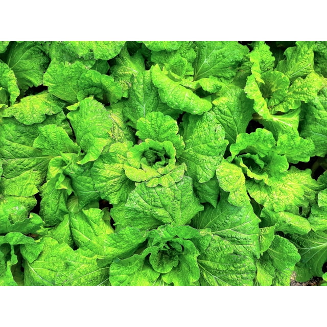 500 LETTUCE LEAF BASIL Ocimum Basilicum Huge Leaves Herb Seeds