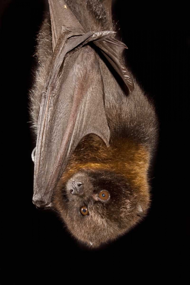 Rodrigues Flying Fox Roosting Native To Rodrigues Island Poster Print rodrigues-flying-fox-roosting-native-to-rodrigues-island-poster-print