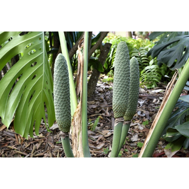 monstera obliqua peru vs adansonii 4