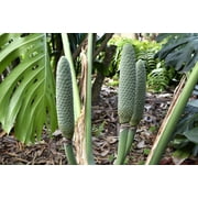 5 Seeds - Organic SPLIT LEAF PHILODENDRON Monstera Deliciosa Swiss Cheese Plant Vine Seeds