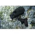 thumbnail image 2 of Rotenberg, Nancy 24x17 White Modern Wood Framed Museum Art Print Titled - AK, Inside Passage Black bear with fish and cubs, 2 of 4