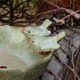thumbnail image 3 of Please Note Foam Packaging When Placing An Order With Holes Ceramic Bird Feeder, Creative Cartoon Succulent Flower Pot, Home Fruit Plate, Crafts, Ornaments, Bird Flower Pot,, 3 of 8