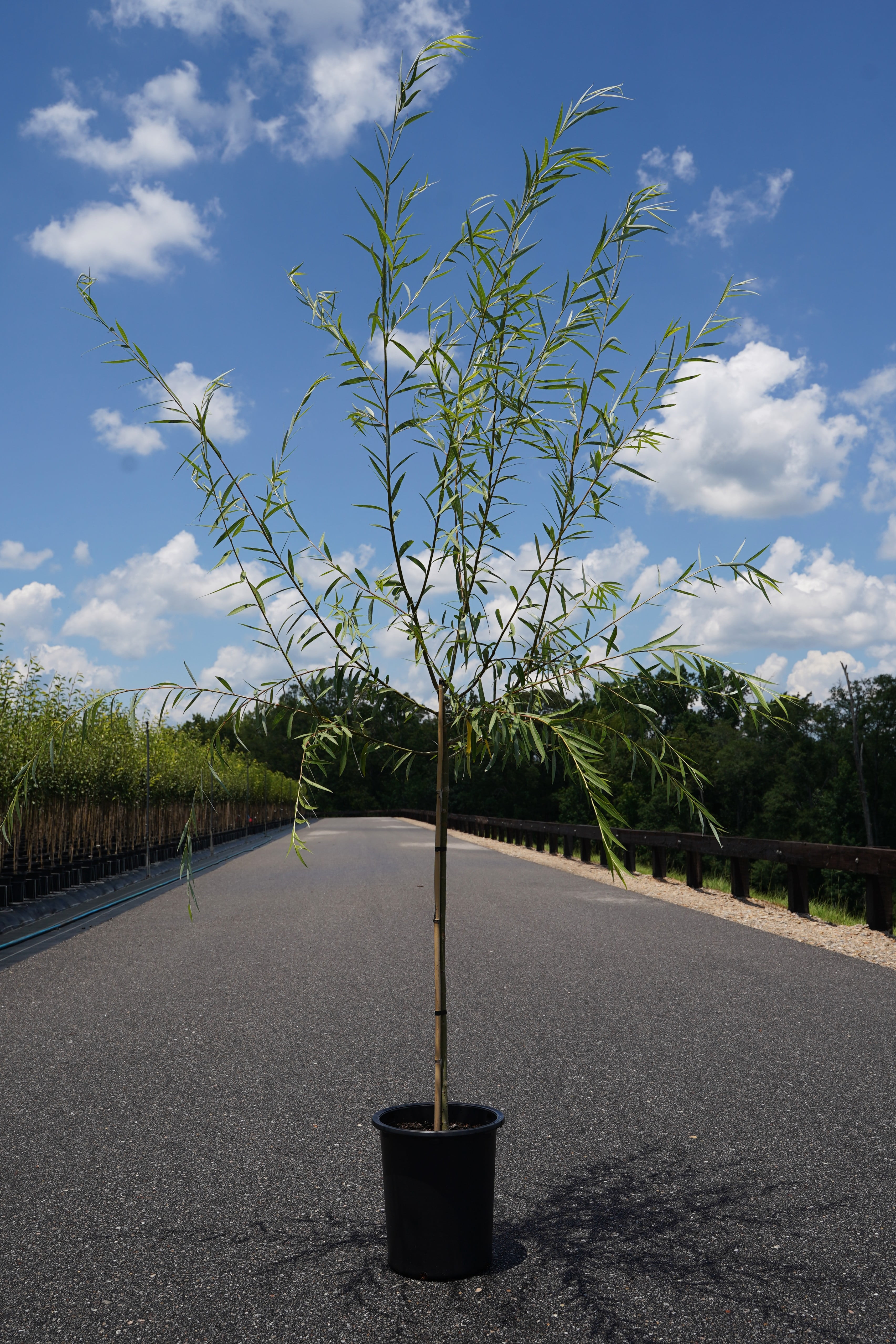 Expert Gardener 3.25 Gallon Weeping Willow Live Tree