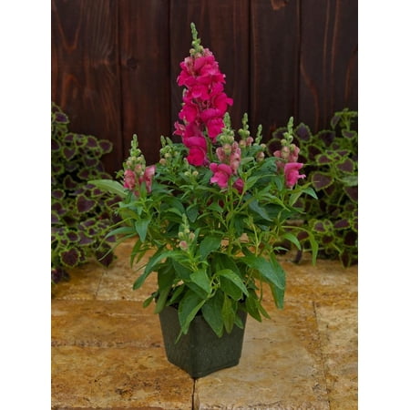Snapdragon 'Candy Tops Rose'–Vibrant Pink Blooms 6" Pot