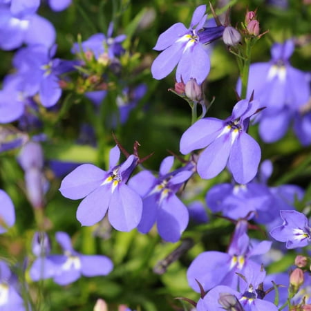Crystal Palace Lobelia 250 Mg ~5,700 Seeds – Lobelia erinus – 77–84 Days to Maturity – Violet-Blue Blooms – Multi-Seed Pelleted – Annual Flower – Trailing Growth
