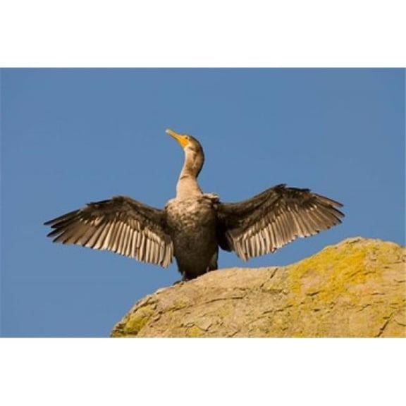 Posterazzi PDDCN02PCL0077 Double-Crested Cormorant Bird British Columbia Poster Print by Paul Colangelo - 26 x 18 in.