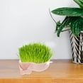 thumbnail image 6 of Hytrove Cat Grass Planter Hydroponic Planting Box Rectangular Simple Design 1Pack 6.3X5.1X1.6In, 6 of 8