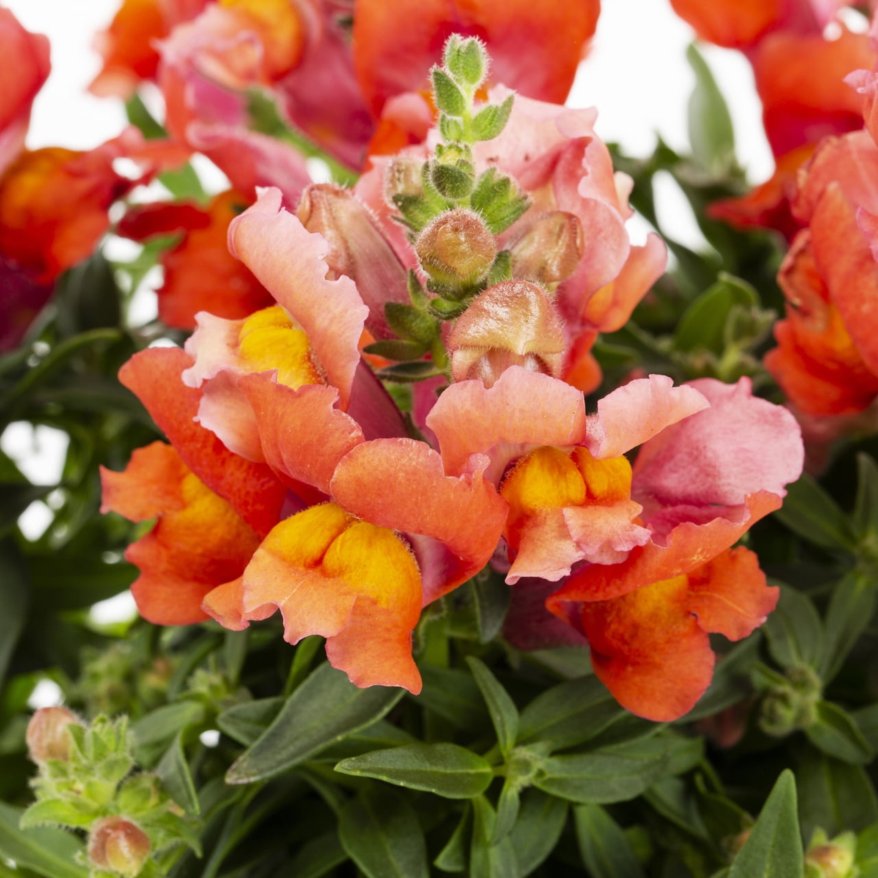Expert Gardener 2 qt Orange Snapdragon Live Annual Plant, Full Sun, 3-Pack