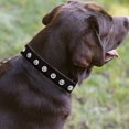 thumbnail image 4 of Apuakthei Collar para perros con remaches de cuero ancho y grueso. Adecuado para cuellos de 14" a 17", variedad media., 4 of 5