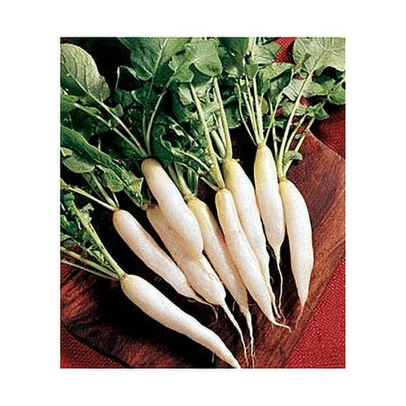 Radish White Icicle Great Heirloom Vegetable by Seed Kingdom Bulk 1 Lb Seeds