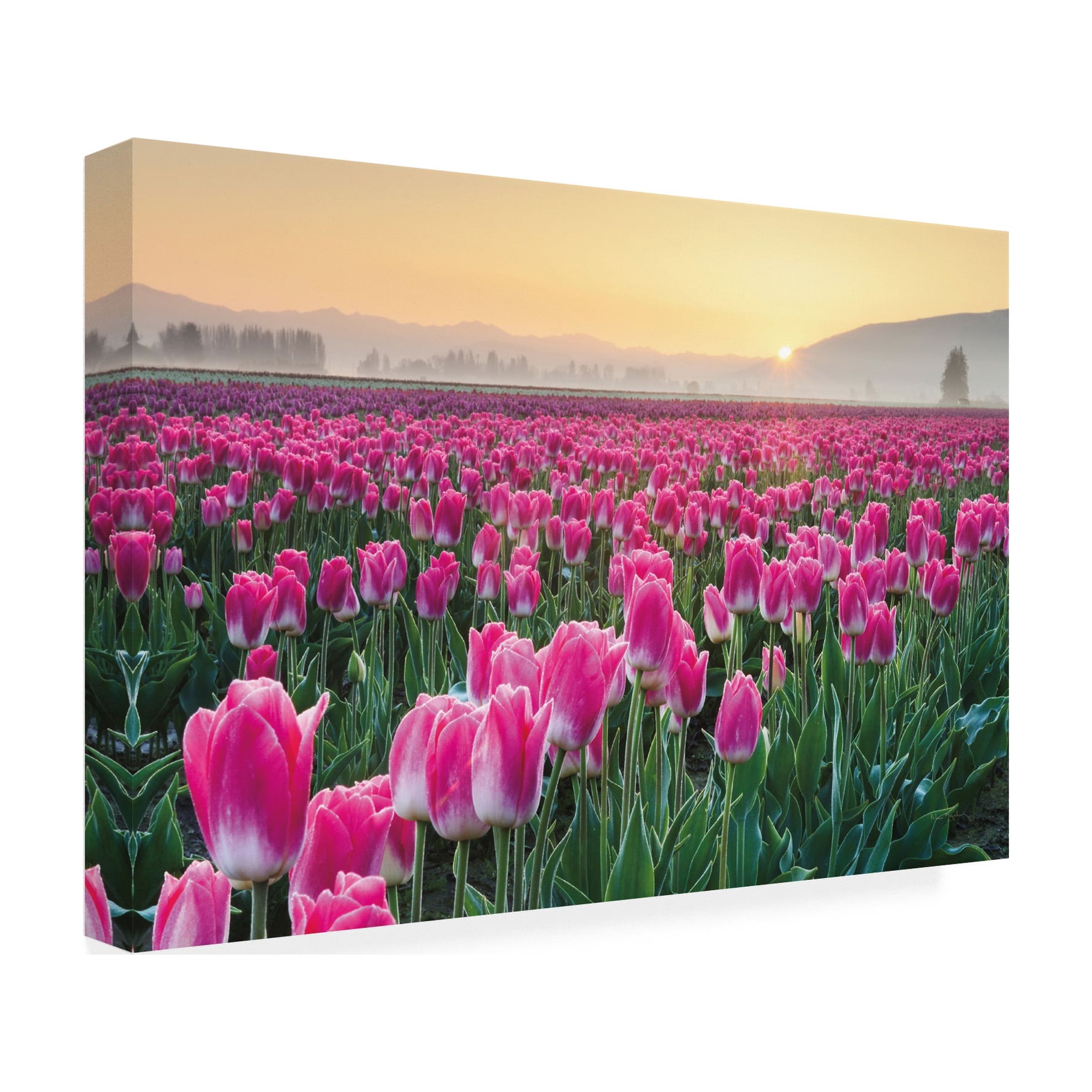 Trademark Fine Art 'Skagit Valley Tulips I' Canvas Art by Alan Majchrowicz