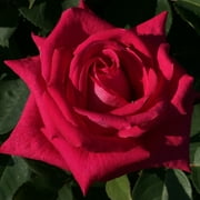 Heirloom Roses - Acapella® Hybrid Tea Rose Bush - Pink Rose Plant