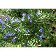 thumbnail image 4 of Rosemary Herb - 5" pot - Great Herb Plant for Indoors/Out - Live Plant, 4 of 4