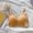 Yellow, variant on DuoJiaJ Women's U-Shaped Seamless Sports Bra,Soft Padded Casual Underwear Top,One Size