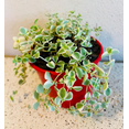 thumbnail image 3 of Sedum 'Little Missy' Succulent Plant 2 Inch for Indoor Outdoor Home Office Garden Decor, 3 of 6