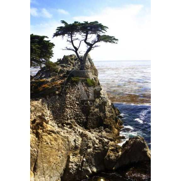 Lone Cypress 1, Scenic Unframed Photographic Print Wall Art by Alan Hausenflock Sold by ArtCom