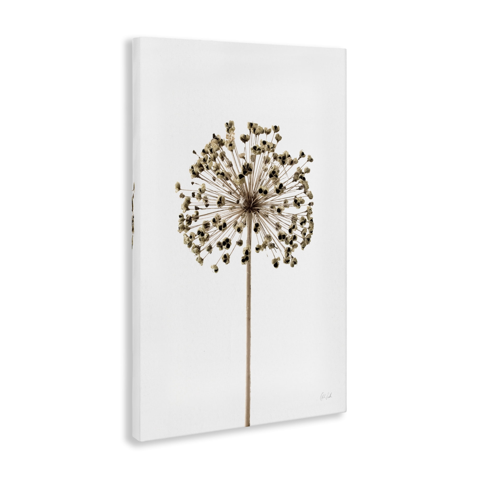 Stupell Industries Minimal Allium Bud Plants & Flowers Painting Wrapped Canvas Art Print Wall Art, 20 x 30