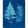 thumbnail image 2 of Unknown 15x18 White Modern Wood Framed Museum Art Print Titled - Cyanotype Ferns V, 2 of 4