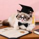 thumbnail image 4 of Gorro de graduación para mascotas con pajarita y gafas: atuendo ajustable para la graduación de gatos y perros, accesorio adorable para fotos escolares en ceremonias académicas y recuerdos de an, 4 of 6
